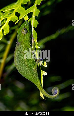 Caméléon à pattes bleues, (Calumma crypticim), iguanes, reptiles Banque D'Images