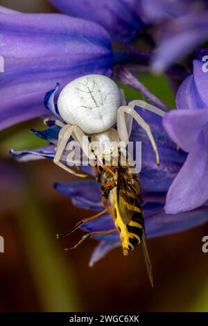 Tête sur détail d'une araignée crabe brillante (Misumena vatia) cachée dans une fleur de Bluebell avec un Hoverfly capturé (Syrphus ribesii), format Portrait Banque D'Images