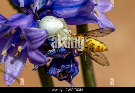 Côté sur détail d'une araignée crabe brillante (Misumena vatia) cachée dans une fleur de Bluebell avec une mouche aérienne capturée (Syrphus ribesii). Banque D'Images