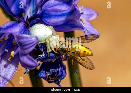 Côté sur détail d'une araignée crabe brillante (Misumena vatia) cachée dans une fleur de Bluebell avec une mouche aérienne capturée (Syrphus ribesii). #2 Banque D'Images