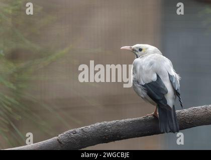 Élégant Wattled Starling, Creatophora cinerea, ornant le ciel de l'Afrique de l'est avec ses cahiers distinctifs ressemblant à un wattle et son plumage irisé. Banque D'Images