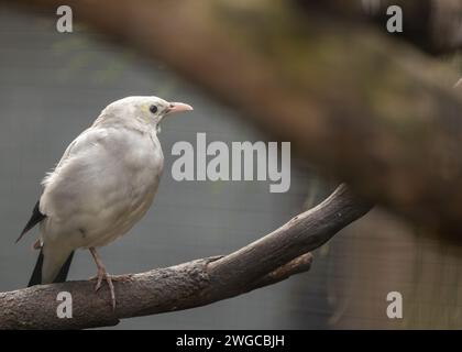 Élégant Wattled Starling, Creatophora cinerea, ornant le ciel de l'Afrique de l'est avec ses cahiers distinctifs ressemblant à un wattle et son plumage irisé. Banque D'Images