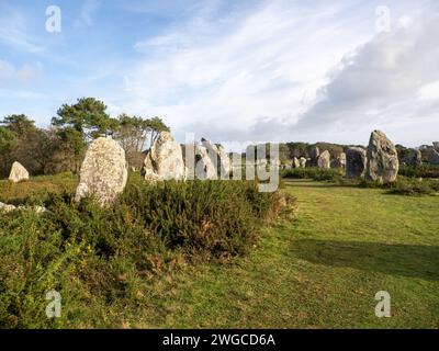 Pierres debout de Kermario près de Carnac, Bretagne, France Banque D'Images