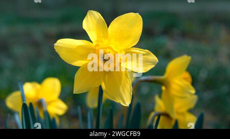 Gros plan sur les jonquilles florissantes jaunes tendres au printemps Banque D'Images