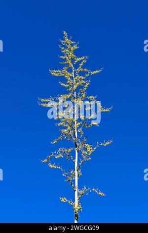 Fleurs d'agave et ciel bleu Banque D'Images