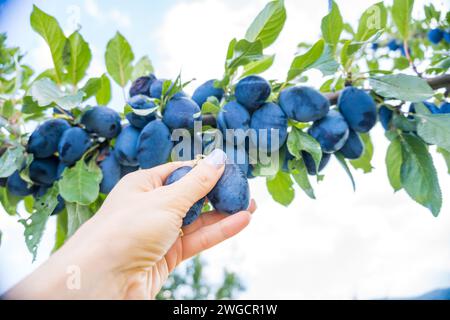 Les mains de la femme recueillent des prunes mûres dans le jardin sur un fond vert flou. Banque D'Images