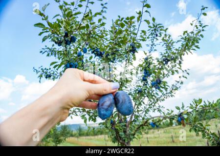 Les mains de la femme recueillent des prunes mûres dans le jardin sur un fond vert flou. Banque D'Images