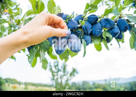 Les mains de la femme recueillent des prunes mûres dans le jardin sur un fond vert flou. Banque D'Images