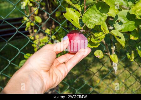 Les mains de la femme recueillent des prunes mûres dans le jardin sur un fond vert flou. Banque D'Images