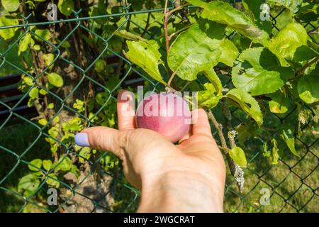 Les mains de la femme recueillent des prunes mûres dans le jardin sur un fond vert flou. Banque D'Images