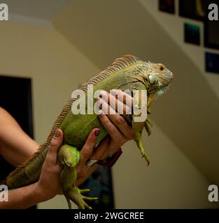 Animal sauvage dans les mains de l'homme. iguane vert dans les mains d'une femme dans une pièce à la lumière du soir Banque D'Images