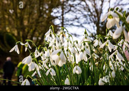 Gouttes de neige (Galanthus nivalis) fleurissant dans un jardin boisé. Dorset, Angleterre, Royaume-Uni Banque D'Images