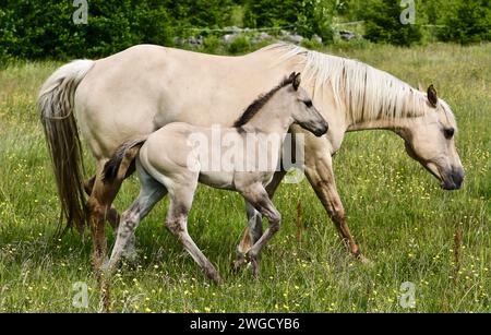 Beau poulain Quarter Horse sur une journée ensoleillée dans une prairie à Skaraborg Suède Banque D'Images