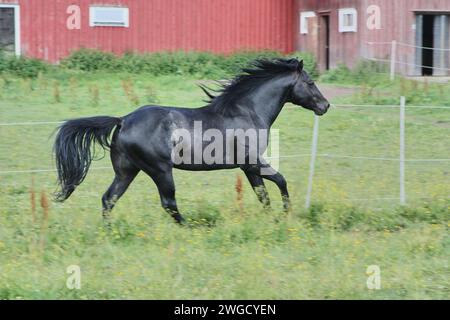 Bel étalon noir American Quarter Horse dans une prairie en été à Skaraborg Suède Banque D'Images