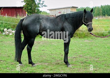 Bel étalon noir American Quarter Horse dans une prairie en été à Skaraborg Suède Banque D'Images