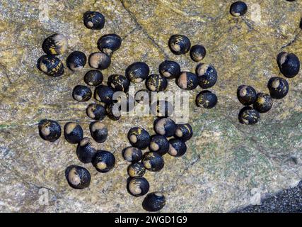 Rassemblement du gastéropode marin Nerita scabricosta sur la côte Pacifique de la péninsule d'Osa, Costa Rica. Banque D'Images