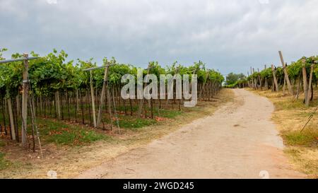 Une ancienne route traverse les vignobles de Soave Banque D'Images