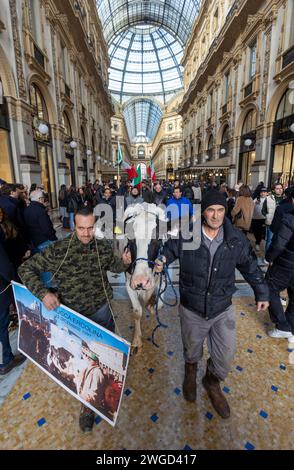 Milan, Italie. 04 février 2024. Foto Stefano Porta/LaPresse04-02-2024 Milano, Italia - Cronaca - Allevatori in protesta portano in Piazza del Duomo una mucca 04 février 2024 Milan, Italie - Actualités - des agriculteurs protestants apportent une vache à Piazza del Duomo Credit : LaPresse/Alamy Live News Banque D'Images