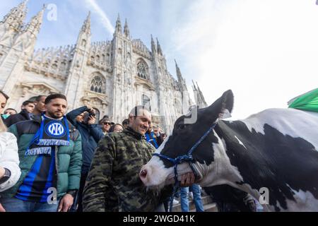 Milan, Italie. 04 février 2024. Foto Stefano Porta/LaPresse04-02-2024 Milano, Italia - Cronaca - Allevatori in protesta portano in Piazza del Duomo una mucca 04 février 2024 Milan, Italie - Actualités - des agriculteurs protestants apportent une vache à Piazza del Duomo Credit : LaPresse/Alamy Live News Banque D'Images