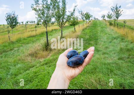 Les mains de la femme recueillent des prunes mûres dans le jardin sur un fond vert flou. Banque D'Images