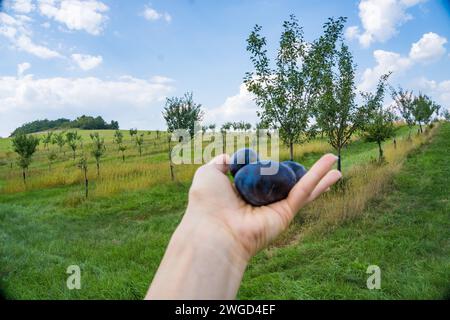 Les mains de la femme recueillent des prunes mûres dans le jardin sur un fond vert flou. Banque D'Images