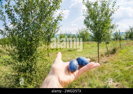 Les mains de la femme recueillent des prunes mûres dans le jardin sur un fond vert flou. Banque D'Images