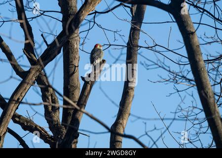 Pic à ventre rouge femelle, Melanerpes carolinus, dans un arbre à la recherche de nourriture, Brownsburg-Chatham, Québec, Canada Banque D'Images