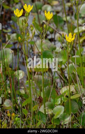 Fleur de marais en cours d'exécution, Ornduffia reniformis, en fleur dans une zone humide, Tasmanie. Banque D'Images