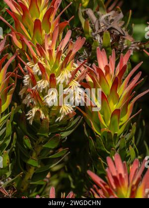 Mimetes cucullatus 'Crackerjack red', une forme de jardin de pagode commune. Banque D'Images