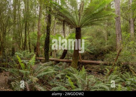 Fougères arboricoles molles, Dicksonia antarctica, dans la forêt pluviale tempérée de Gavista sur Bruny Island. Tasmanie. Banque D'Images