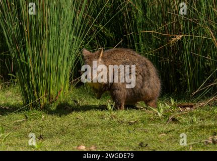 Pademelon de Tasmanie, Thylogale billardierii, broutant au crépuscule sur les prairies côtières. Tasmanie. Banque D'Images