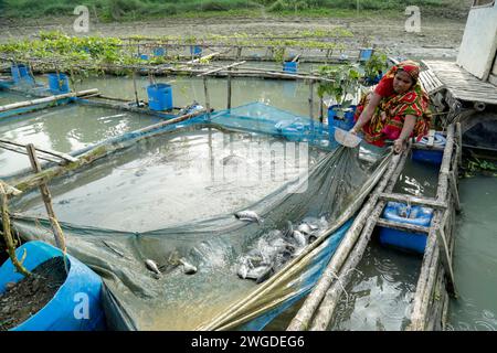 Une femme vérifie la croissance du poisson dans sa pisciculture flottante. L'architecte Rezwan a conçu l'élevage solaire de l'eau qui comprend une enceinte circulaire portable créée par des filets de pêche et des bandes de bambou (pour élever le poisson) et un canard flottant alimenté par une lampe solaire. Il a un système de recyclage - le fumier de canard est utilisé comme nourriture pour poissons, les vieux lits de jacinthe d'eau sont vendus comme engrais organique, et l'énergie solaire allume le canard pour maintenir la production d'œufs. En outre, on assiste à une sensibilisation accrue aux adaptations au changement climatique dans les communautés sujettes aux inondations. Hariabari, B. L. bari, Faridpur, Pabna. Bangladesh Banque D'Images