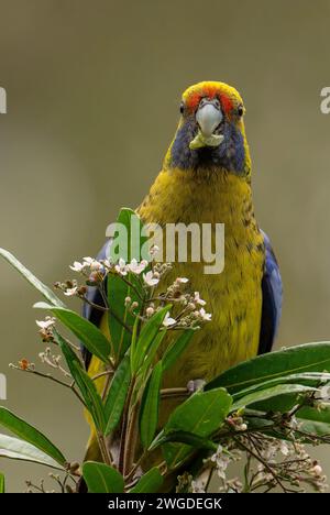 Rosella verte, Platycercus caledonicus, se nourrissant de Stinkwood, Zieria arborescens, Tasmanie Banque D'Images