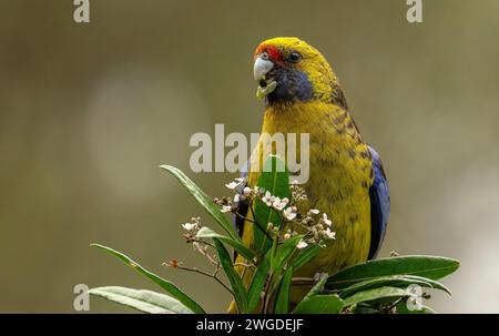 Rosella verte, Platycercus caledonicus, se nourrissant de Stinkwood, Zieria arborescens, Tasmanie Banque D'Images