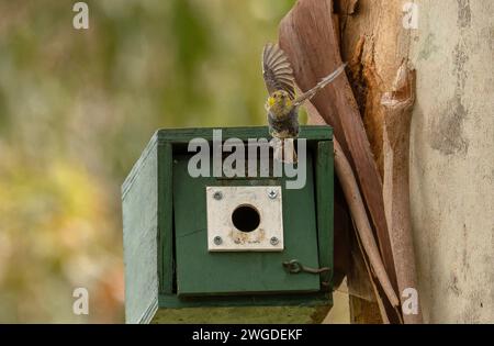 Pardalote à quarante taches, Pardalotus quadragintus, en vol, émergeant de son nid à Inala, Tasmanie. Banque D'Images