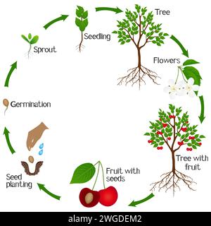 Cycle de croissance de cerisier isolé sur fond blanc. Illustration de Vecteur
