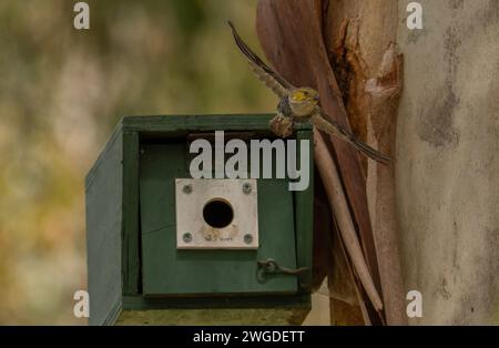 Pardalote à quarante taches, Pardalotus quadragintus, en vol, émergeant de son nid à Inala, Tasmanie. Banque D'Images