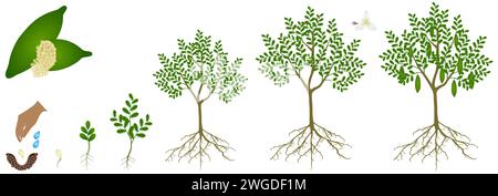 Cycle de croissance de la plante de la chaux de doigt sur un fond blanc. Illustration de Vecteur