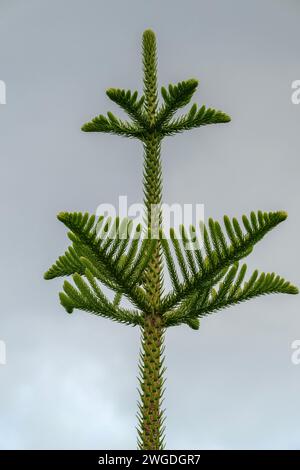 Pointe croissante du pin de l'île Norfolk, Araucaria heterophylla, de l'île Norfolk. Banque D'Images