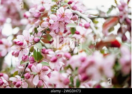 Gros plan de fleurs de pomme. Fond de fleurs de pommier sur les branches au printemps Banque D'Images