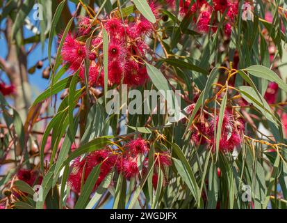 Gomme jaune, Eucalyptus leucoxylon, en fleur, sous sa forme rouge.Tasmanie. Banque D'Images