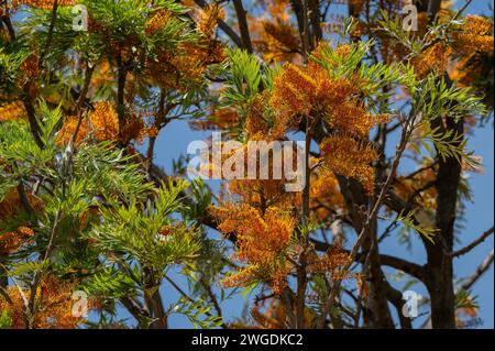 Chêne soyeux du Sud, Grevillea robusta, en fleur en été, côte est de l'Australie. Banque D'Images