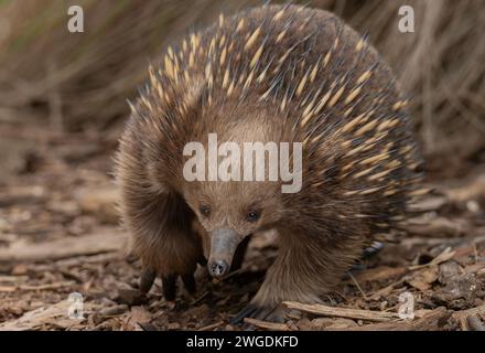 Echidna de Tasmanie à bec court, Tachyglossus aculeatus setosus, se nourrissant dans les bois. Tasmanie. Banque D'Images