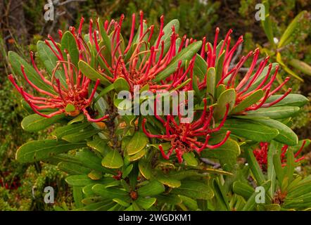 Tasmanie waratah, Telopea truncata, en fleur sur Hartz Peak dans les hautes terres des montagnes Hartz, Tasmanie. Banque D'Images