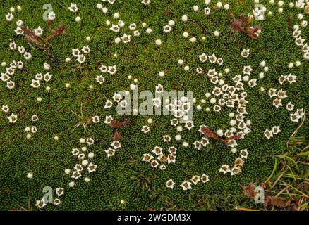 Coussin à neige, Donatia novae-zelandiae, en fleur sur le pic Hartz dans les hautes terres des montagnes Hartz, Tasmanie. Banque D'Images