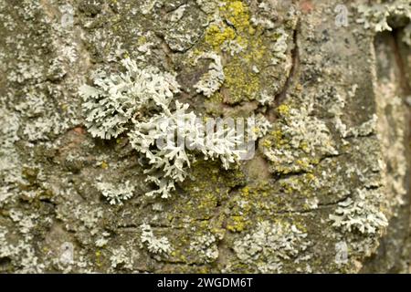 Motif de texture créé par la nature. Le lichen pousse sur l'écorce d'un arbre. Banque D'Images