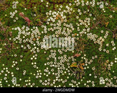 Coussin à neige, Donatia novae-zelandiae, en fleur sur le pic Hartz dans les hautes terres des montagnes Hartz, Tasmanie. Banque D'Images