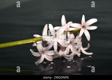 Une fleur de jacinthe rose repose sur un fond noir. Carte de voeux. Banque D'Images