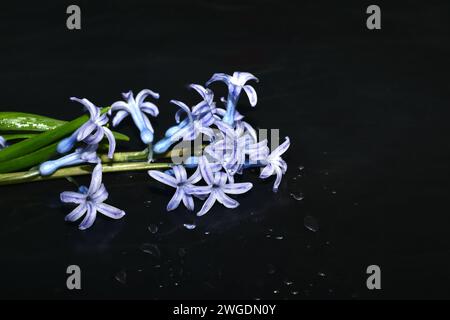 Une fleur violette de jacinthe repose sur un fond noir. Carte de voeux. Banque D'Images