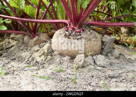 Lit de betterave dans le jardin. Betteraves mûres avec des sommets poussant dans le sol. Banque D'Images